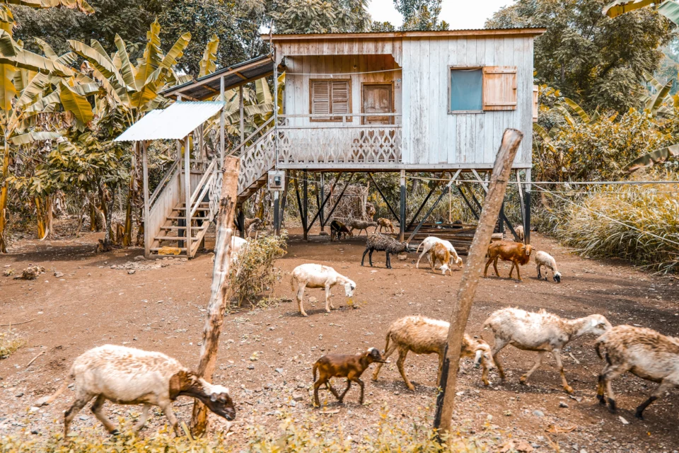 Ziegen und Pfahlhaus, São Tomé und Príncipe